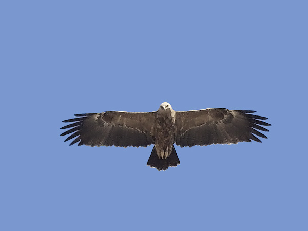 Pikkukiljukotka, Lesser Spotted Eagle, Clanga pomarina